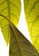 Three Leaves